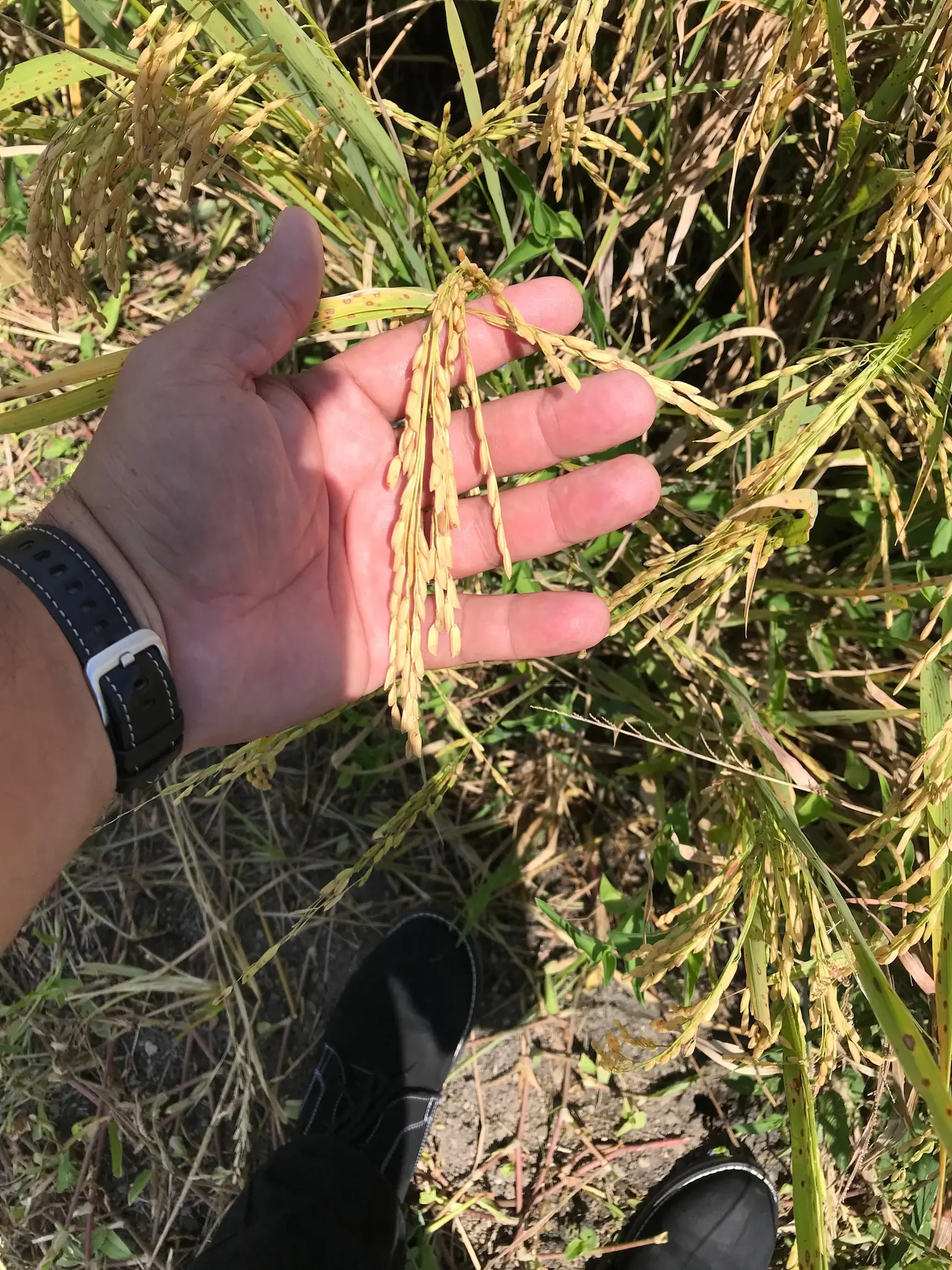 Control de calidad y trazabilidad de la espiga de arroz en campos CORSSA